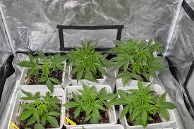 The Extraordinary Fat Bastard Autoflower A Grower's Guide The Extraordinary Fat Bastard Autoflower A Grower's Guide