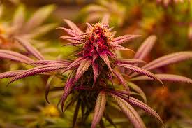 The Extraordinary Fat Bastard Autoflower A Grower's Guide The Extraordinary Fat Bastard Autoflower A Grower's Guide